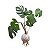 KOKEDAMA DE COSTELA DE ADÃO ACABAMENTO BARBANTE FIO CRU COM SUPORTE - Imagem 1