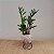 KOKEDAMA DE MINI ZAMIOCULCA ACABAMENTO BARBANTE FIO CRU COM SUPORTE - Imagem 1