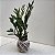 KOKEDAMA DE MINI ZAMIOCULCA ACABAMENTO BARBANTE FIO CRU COM SUPORTE - Imagem 6