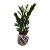 KOKEDAMA DE MINI ZAMIOCULCA ACABAMENTO BARBANTE FIO CRU COM SUPORTE - Imagem 2