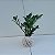 KOKEDAMA DE MINI ZAMIOCULCA ACABAMENTO BARBANTE FIO CRU COM SUPORTE - Imagem 3