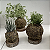 KIT 3 KOKEDAMAS: PEPEROMIA PENDENTE, RIPSALIS E RABO DE TATU ACABAMENTO NEUTRO  E CAIXA PARA PRESENTE - Imagem 3