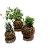 KIT 3 KOKEDAMAS: PEPEROMIA PENDENTE, RIPSALIS E RABO DE TATU ACABAMENTO NEUTRO  E CAIXA PARA PRESENTE - Imagem 1