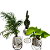 KIT 3 KOKEDAMAS: CACTO CASTELO, JIBOIA NEON E PALMEIRINHA COM SUPORTE - Imagem 1