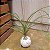 KOKEDAMA DE PATA DE ELEFANTE COM SUPORTE MESA - Imagem 2