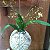 Kokedama  Oncidium Twinckle (sem Flor - Cores Diversas) - Imagem 2