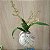 Kokedama  Oncidium Twinckle (sem Flor - Cores Diversas) - Imagem 1