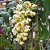 DENDROBIUM THYRSIFLORUM TOUCEIRA COM 7 BULBOS - Imagem 6