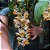 DENDROBIUM THYRSIFLORUM TOUCEIRA COM 7 BULBOS - Imagem 8