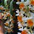 DENDROBIUM THYRSIFLORUM TOUCEIRA COM 7 BULBOS - Imagem 7