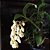 DENDROBIUM THYRSIFLORUM TOUCEIRA COM 7 BULBOS - Imagem 4