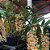 DENDROBIUM THYRSIFLORUM TOUCEIRA COM 7 BULBOS - Imagem 2