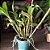 DENDROBIUM THYRSIFLORUM TOUCEIRA COM 7 BULBOS - Imagem 3