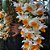 DENDROBIUM THYRSIFLORUM TOUCEIRA COM 7 BULBOS - Imagem 9