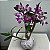 Kokedama de Orquidea com flor(Dendrobium) com suporte - Imagem 4