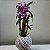 Kokedama de Orquidea com flor(Dendrobium) com suporte - Imagem 2