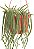 Loja de Suculentas Cacto Raro Rabo de Rato, Aporocactus flagelliformis, Planta de Cacto 6 com Hanger, Planta de Interior de Baixa Manutenção, Cacto Resistente, Presente e J - Imagem 3