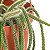 Loja de Suculentas Cacto Raro Rabo de Rato, Aporocactus flagelliformis, Planta de Cacto 6 com Hanger, Planta de Interior de Baixa Manutenção, Cacto Resistente, Presente e J - Imagem 4