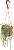 Loja de Suculentas Cacto Raro Rabo de Rato, Aporocactus flagelliformis, Planta de Cacto 6 com Hanger, Planta de Interior de Baixa Manutenção, Cacto Resistente, Presente e J - Imagem 1