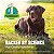 Suplemento para a saúde das articulações Nutramax Dasuquin com MSM para Cães Grandes - Com Glucosamina, MSM, Condroitina, ASU, Extrato de Boswellia Serrata e Extrato de Chá Verde, 84 - Imagem 5