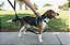 Peitoral para Cachorro 3 em 1 sem Puxar PetSafe - Passeio, Treino ou Viagem - Ajuda a Evitar que os Animais Puxem durante os Passeios - Argola para Cinto de Segurança Também Serve como Al - Imagem 4