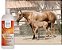 Gel Linimento Veterinário UltraCruz para Cavalos, 32 oz - Imagem 3