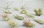 Coleção de Suculentas para Casamento | Pacote Sortido de Tillandsias Vivas em Grande Quantidade | Lindas Plantas Aéreas para Lembrancinhas, Buquês e Decoração - Imagem 2