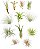 Coleção de Suculentas para Casamento | Pacote Sortido de Tillandsias Vivas em Grande Quantidade | Lindas Plantas Aéreas para Lembrancinhas, Buquês e Decoração - Imagem 1