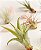 Coleção de Suculentas para Casamento | Pacote Sortido de Tillandsias Vivas em Grande Quantidade | Lindas Plantas Aéreas para Lembrancinhas, Buquês e Decoração - Imagem 3