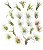 Coleção de Suculentas para Casamento | Pacote Sortido de Tillandsias Vivas em Grande Quantidade | Lindas Plantas Aéreas para Lembrancinhas, Buquês e Decoração - Imagem 4
