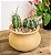 Plantas Suculentas de Cacto Variadas ao Vivo para Decoração (8 unidades), Plantas Suculentas Cacto ao Vivo em Solo para Cacto, Plantas de Cacto ao Vivo em vaso de Solo para Cacto. - Imagem 5