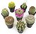 Plantas Suculentas de Cacto Variadas ao Vivo para Decoração (8 unidades), Plantas Suculentas Cacto ao Vivo em Solo para Cacto, Plantas de Cacto ao Vivo em vaso de Solo para Cacto. - Imagem 3
