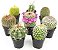 Plantas Suculentas de Cacto Variadas ao Vivo para Decoração (8 unidades), Plantas Suculentas Cacto ao Vivo em Solo para Cacto, Plantas de Cacto ao Vivo em vaso de Solo para Cacto. - Imagem 1