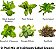 Kit de Cápsulas de Sementes para Mix de Folhas Verdes à Moda Antiga AeroGarden - Kit de Salada para Jardim Interno AeroGarden, 9 Cápsulas - Imagem 2