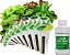 Kit de Cápsulas de Sementes para Mix de Folhas Verdes à Moda Antiga AeroGarden - Kit de Salada para Jardim Interno AeroGarden, 9 Cápsulas - Imagem 1