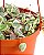 Cactos raro de Corações Variegados pendurados da Shop Succulents, Ceropegia Woodii Variegata, planta de suculenta viva enraizada completamente em vaso de 6 com suporte, planta de interior de baixa manuten - Imagem 2