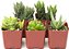 Coleção de Haworthia da loja de suculentas | Variedade de Plantas Suculentas de Aloe em Miniatura, Atraentes e Totalmente Enraizadas, Selecionadas à Mão para Ambientes Internos, Pacote com 5 unidades - Imagem 1