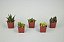 Coleção de Haworthia da loja de suculentas | Variedade de Plantas Suculentas de Aloe em Miniatura, Atraentes e Totalmente Enraizadas, Selecionadas à Mão para Ambientes Internos, Pacote com 5 unidades - Imagem 2