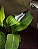 Kit de Iluminação LED para Crescimento de Plantas em Dormitório - Lâmpada de Crescimento de Única Planta de Espectro Total de Luz do Dia LED 6W Substituindo Lâmpada de Crescimento Inc - Imagem 2