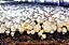 Lâmpadas de Cultivo Interno de LED Miracle LED Shroom Grow para Cogumelos Ostra, Shiitake, Lions Mane, etc. com Espectro Completo de Luz Natural Absoluta Substitui Lâmpadas de Cultivo de LED de - Imagem 2