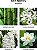 Vela NEST Fragrances NEST03BM002 de 3 pavios - Bambu, 21.2 oz - Imagem 3