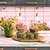 Lâmpada de crescimento de plantas Miracle LED Absolute Daylight 9W Red Spectrum para frutificação e floração, substituindo 100W (pacote com 10 unidades) - Imagem 3