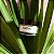 Hidratante Essencial para o Dia da AHAVA - Creme Hidratante Diário Essencial para o Rosto e Pescoço, Efeito Anti-Envelhecimento e Suavizante, Enriquecido com Osmoter, Aloe Vera, Alantoí - Imagem 4