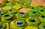 Jogo de Batalha de Ovelhas da Blue Orange Games - Imagem 3