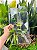kit 20 Telhas Transparentes Romana New Medida 40x22 Injetada - Imagem 1