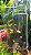 Caixa 10 Telhas Portuguesa Thermo Transparente Plastico Pet 39x22CM - Imagem 3