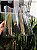 10 Telhas Classica / Eurotop Thermo Transparente Medida 42x33 cm - Imagem 2
