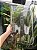 5 Telhas R-10 / Eurotop Transparente Medida 47x29 cm Thermo - Imagem 1
