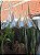 10 Telhas TermoLeve Transparente Plastico Pet Med. 60 x 38 cm - Imagem 2