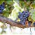 Vinho Tinto Francês Prince Galien Pinot Noir Pays d`OC 750ml - Imagem 2